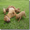 MAYA E CUCCIOLI